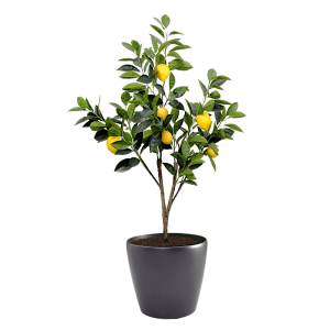 Yediveren Limon Ağacı Fidanı Tam Bodur 60 Cm (Saksıda)