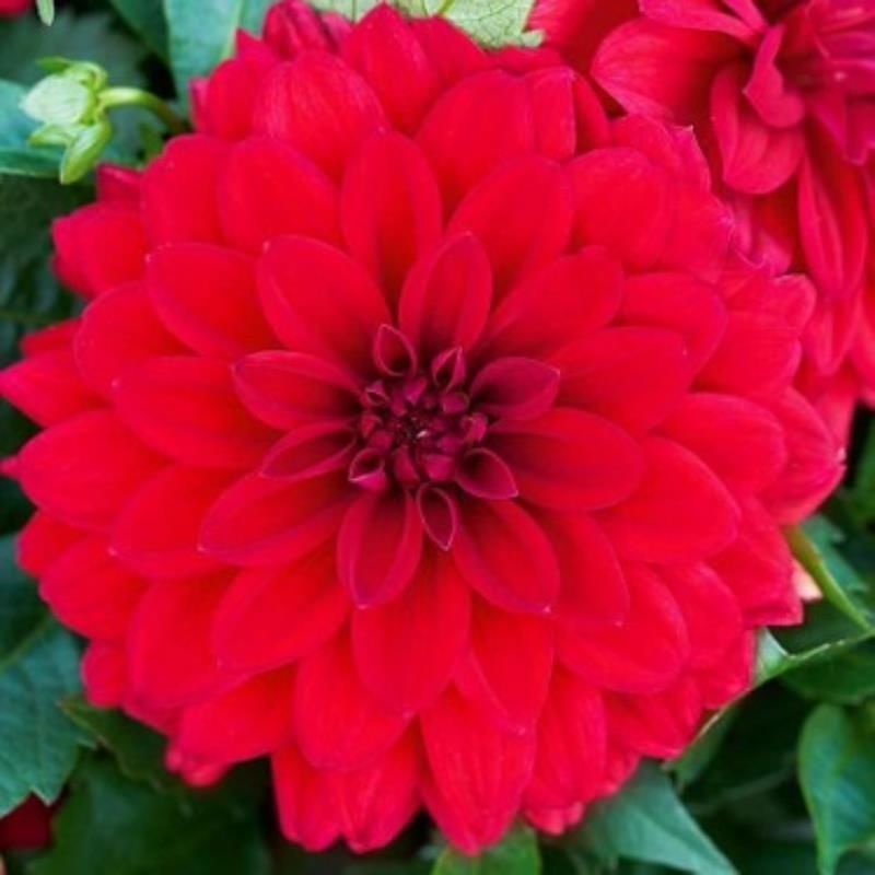 Kırmızı Dahlia Çiçeği 20Cm-40Cm