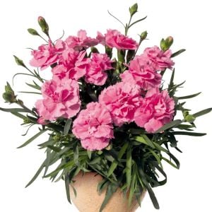 Pembe Bodur Karanfil Çiçeği 20Cm-40Cm