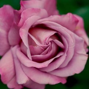 Pembe Bulgar Gülü Büyük Saksı 100Cm-120Cm