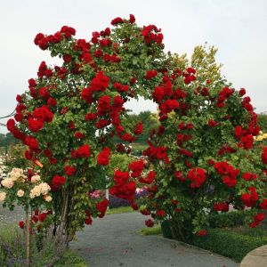 Çardak Gülü 200Cm-250Cm