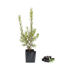 Srk Nitida Bodur Zeytin 60 Cm 80 Cm