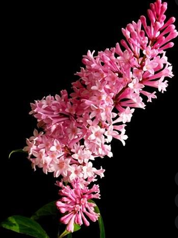 Pembe Leylak Ağacı Tijli 100 cm 120 Cm