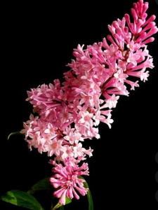 Pembe Leylak Ağacı Tijli 100 cm 120 Cm