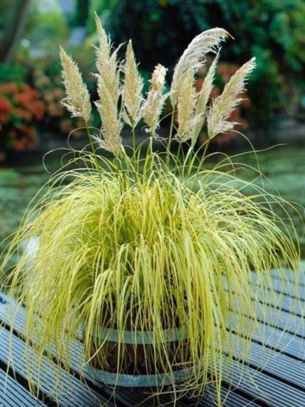 Bodur Saz Püskülü 20Cm-40Cm