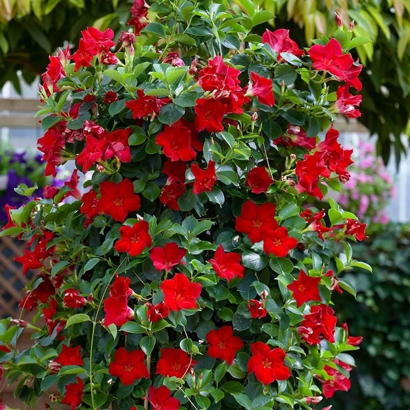 Kırmızı Mandavilla Çiçeği Fidanı 40Cm-60Cm