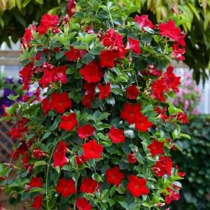 Kırmızı Mandavilla Çiçeği Fidanı 40Cm-60Cm