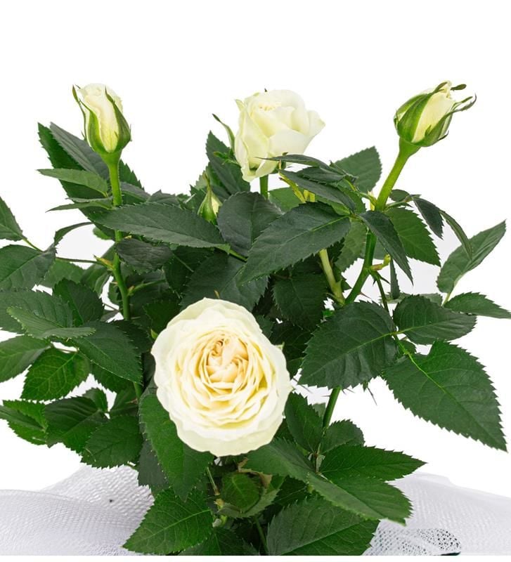 Beyaz Minyatür Gül 20Cm-40Cm