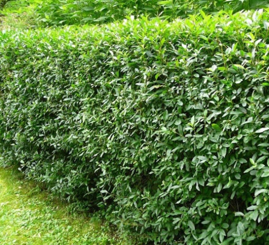 Yeşil Lükstürüm Fidanı 150Cm-200Cm