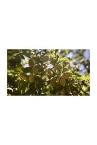 Garrigues Badem Fidanı 3 Yaş 100 Cm 120 Cm