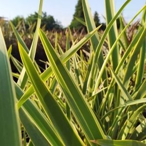 Yeşil Sarı Phormium Fidanı 40Cm-60Cm