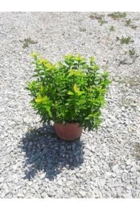 Yeşil Çıtır Taflan Çiçeği Fidanı 20Cm-40Cm