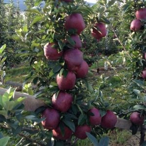Skarlet Spur Elma Ağacı 5 Yaş 150 Cm 200 Cm