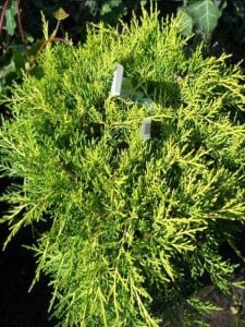 Sarı Yayılıcı Ardınç Çiçeği Fidanı 20Cm-40Cm