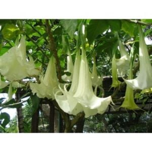 Beyaz Melek Borazanı Çiçeği Fidanı 100Cm-120Cm