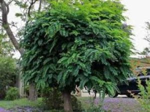 Akasya Ağacı Tijli Ağaç 200 Cm