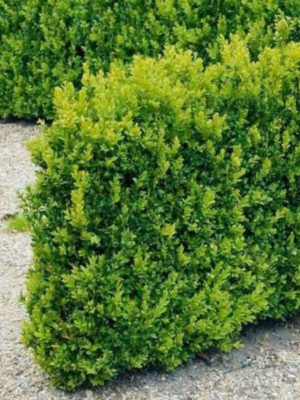 Osmanlı Şimşir Fidanı 40Cm-60Cm