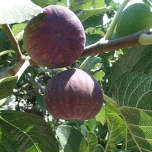 Mor Güz İncir Fidanı 2 Yaşında 40 Cm 60 Cm