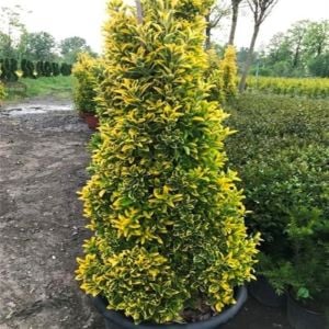 Gold Taflan Büyük Boy Piramit 120Cm-150Cm