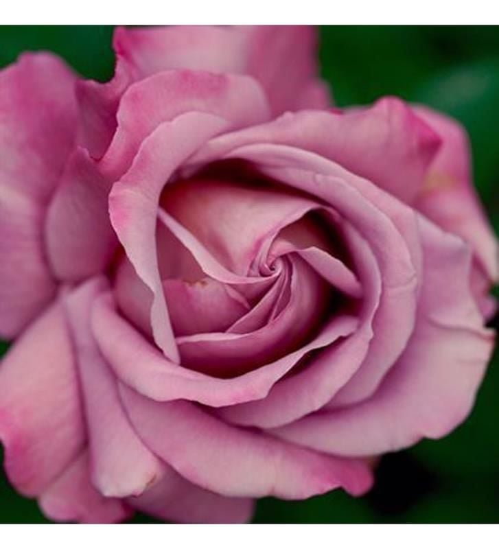 Pembe Çardak Gülü 100Cm-120Cm
