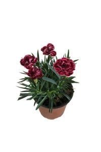 Lila Bordo Karanfil Çiçeği 60Cm-80Cm