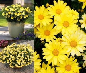 Sarı Çeşme Papatyası Çiçeği Fidanı 20Cm-40Cm