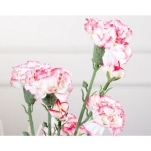 Pembe Beyaz Karanfil Çiçeği 40Cm-60Cm