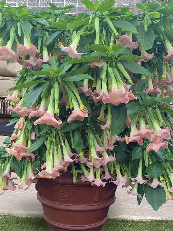 Datura Melek Borozani Fidesi Karışık Renk 10 Adet