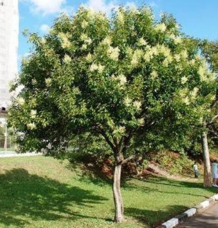Ağaç Lüküstürüm 40Cm-60Cm