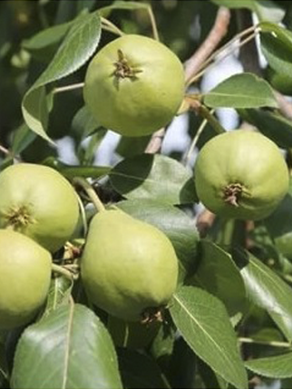 Abbete Fetel Armut Fidanı 3 Yaş 100 Cm 120 Cm