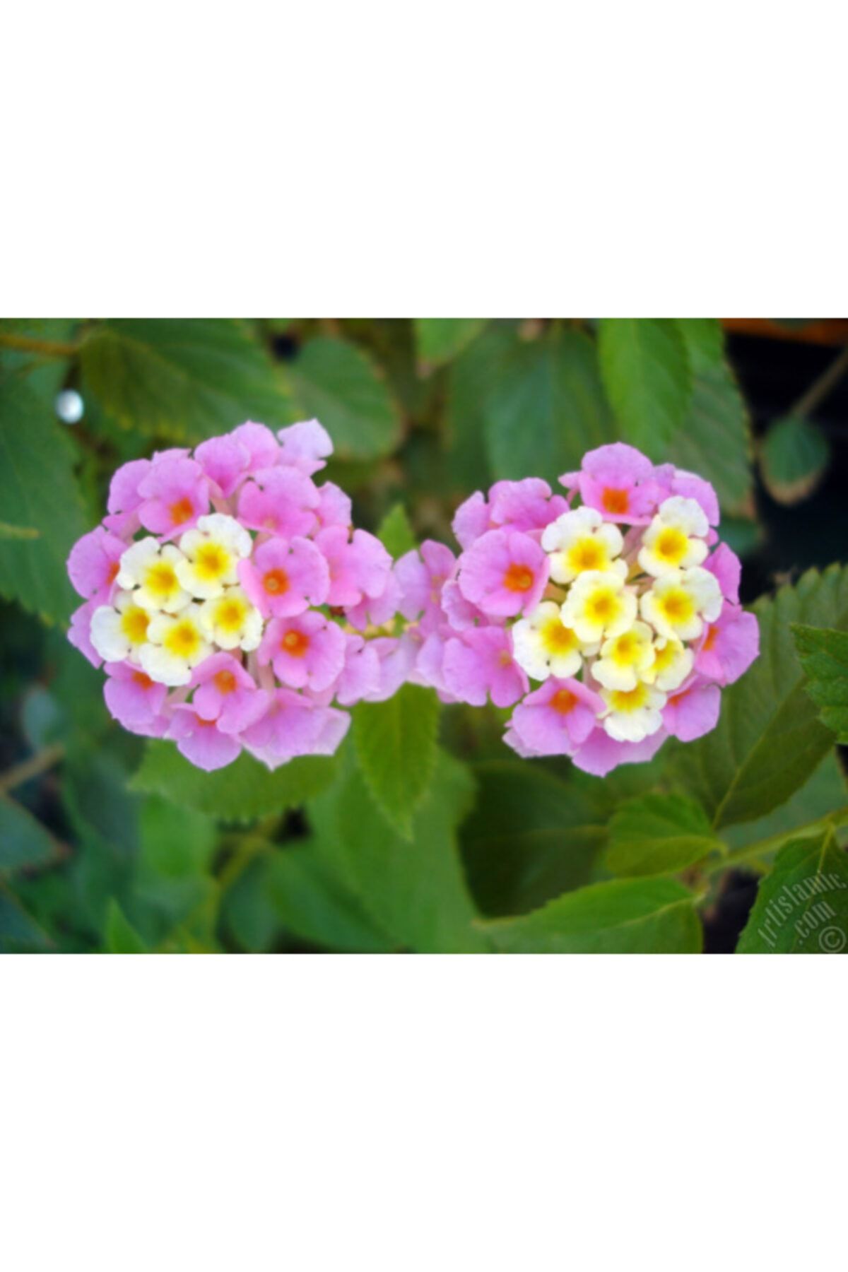 Pembe Beyaz Bodur Ağaç Minesi Fidanı 40Cm-60Cm