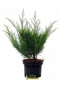 Sabin Ardınç Çiçeği Fidanı 20Cm-40Cm