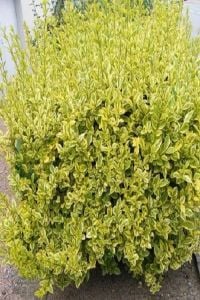 Alacalı Lükstürüm Fidanı 80Cm-100Cm