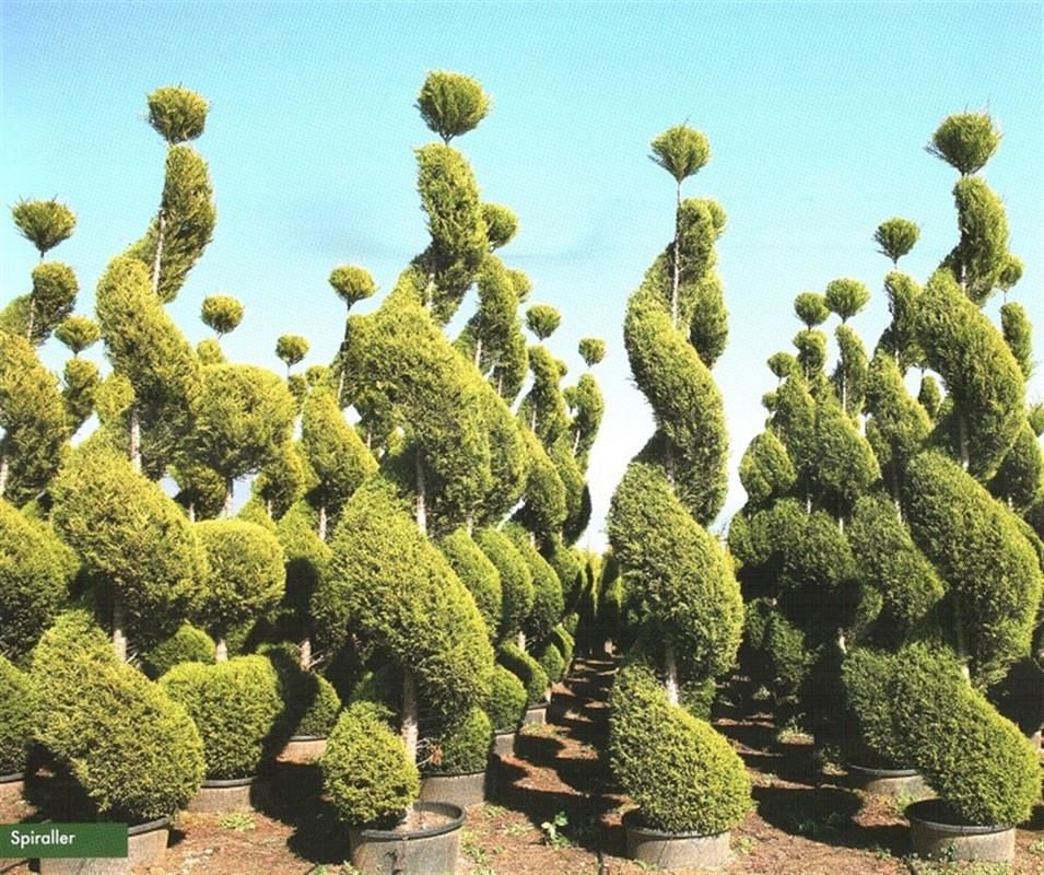 Limon Çam Ağacı Fidanı Spiral Şekilli 200Cm-250Cm