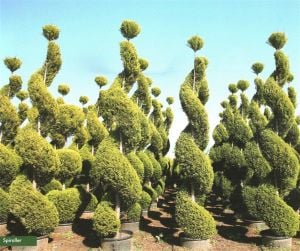 Limon Çam Ağacı Fidanı Spiral Şekilli 200Cm-250Cm