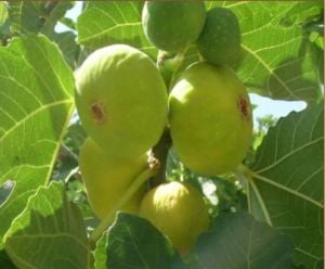 Beyaz Orak Yediveren İncir Fidanı 2 Yaşında 40 Cm 60 Cm