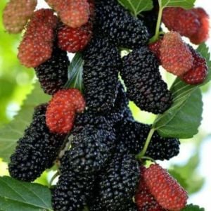 Avusturalya Dut Fidanı 3 Yaş 100-120Cm