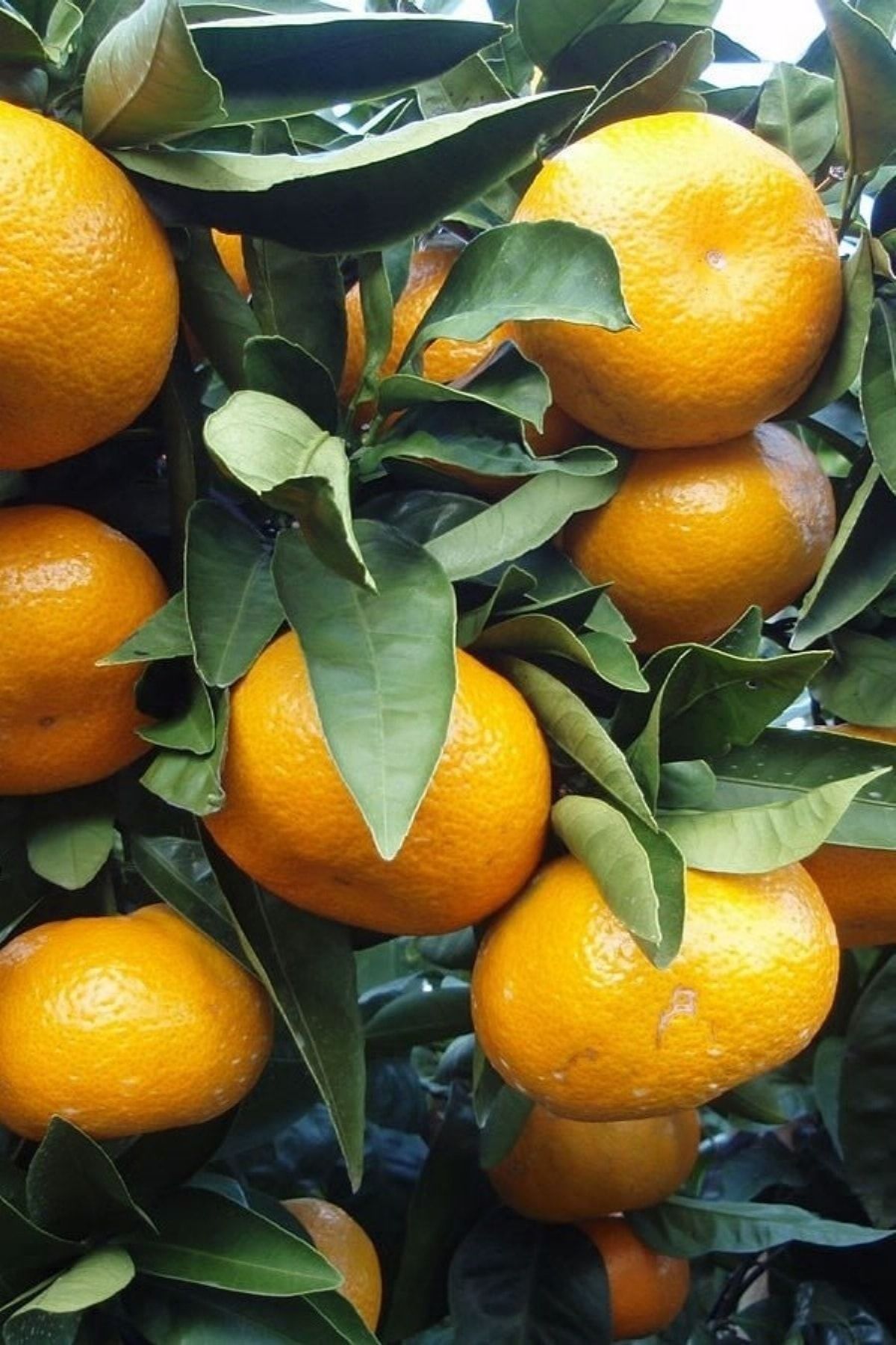 Rize Satsuma Mandalina 150 Cm 200 Cm