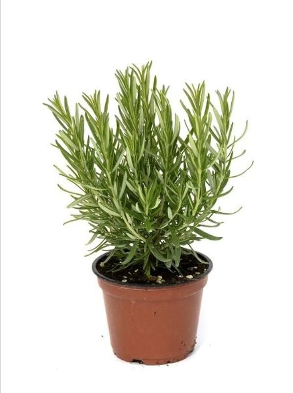 Biberiye Fidanı 20Cm-40Cm