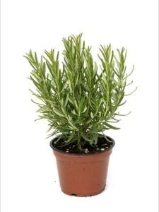 Biberiye Fidanı 20Cm-40Cm