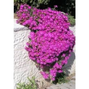 Acem Halısı Fidanı 20Cm-40Cm