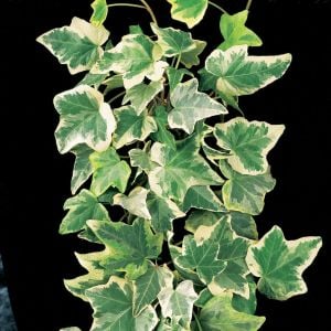 Alacalı Orman Sarmaşığı Fidanı Büyük Yapraklı 60Cm-80Cm