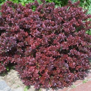 Yarı Bodur Berberis Fidanı 20Cm-40Cm
