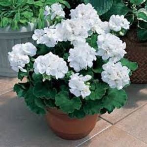 Beyaz Sardunya Çiçeği Fidanı 10Cm-30Cm