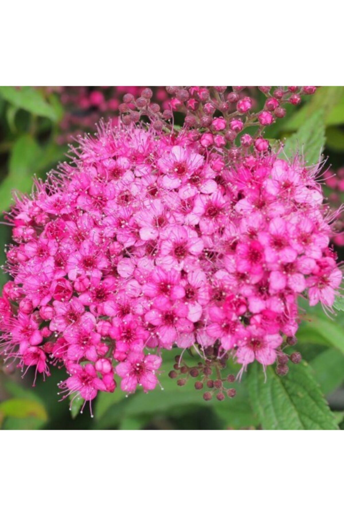 Pembe İspirya Çiçeği Fidanı 40 Cm-60Cm