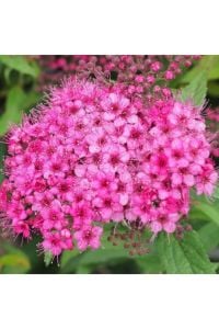 Pembe İspirya Çiçeği Fidanı 40 Cm-60Cm