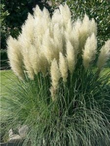 Beyaz Pampas Saz Çiçeği Fidanı 150Cm-200Cm