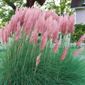 Pembe Pampas Saz Çiçeği Fidanı 40Cm-60Cm
