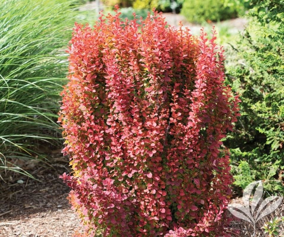 Roket Berberis Fidanı 20Cm-40Cm