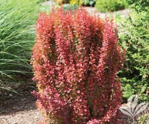 Roket Berberis Fidanı 20Cm-40Cm